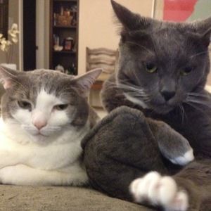 Meet your Posher, Annie